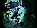 video pic
